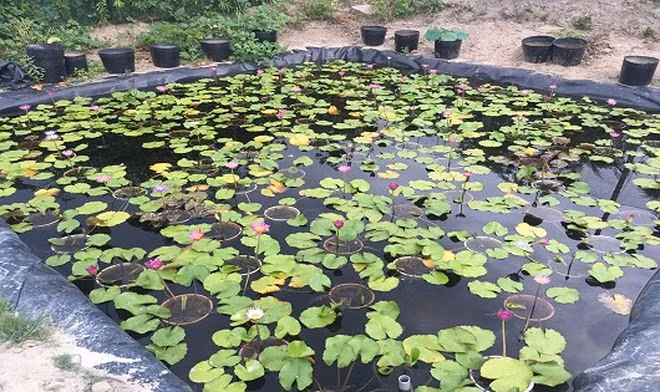 Chàng thanh niên 8X bắt đầu mô hình trồng cây hoa súng từ năm 2013. Đến năm 2016, Khanh vay thêm vốn để mở rộng diện tích. Ảnh: Baophapluat.