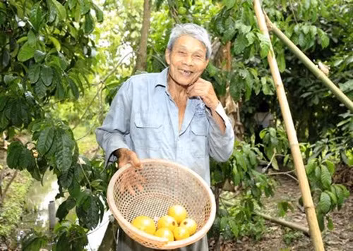 Cây vú sữa của gia đình ông Trần Văn Rỡ (thị xã Ngã Bảy, Hậu Giang) đang gây sốt trong vùng bởi quả chín vàng bóng, rất đẹp mắt. Ảnh: Baovinhlong.