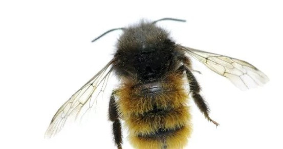 Con ong đã lạc vào một thiết bị quan trọng, khiến bộ điều khiển máy bay phát sinh vấn đề. Phi công quyết định không cất cánh vì lý do an toàn. Ảnh: AP.