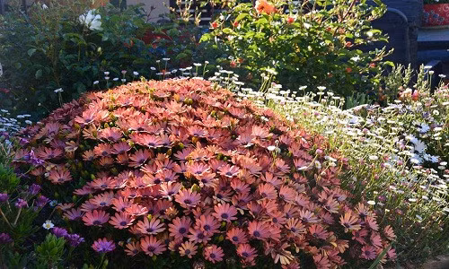 Những khóm hoa đa sắc màu làm rực rỡ cả một góc vườn. Ảnh: FB Luyến Morrison.