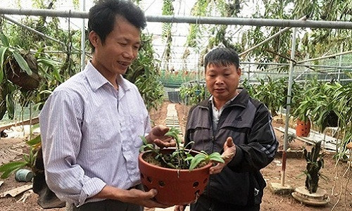 Giò lan đột biến này được chủ nhân định giá 60 triệu đồng.