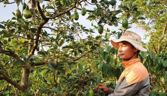 Cây bơ Cuba thấp, tán nhỏ, nhiều quả, mang về nguồn thu hơn 1 tỷ đồng/năm cho người trồng. Ảnh: Đăk Nông.