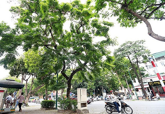 Giá trị của các cây sưa đỏ cũng phụ thuộc vào kích thước. Ảnh: VOV.