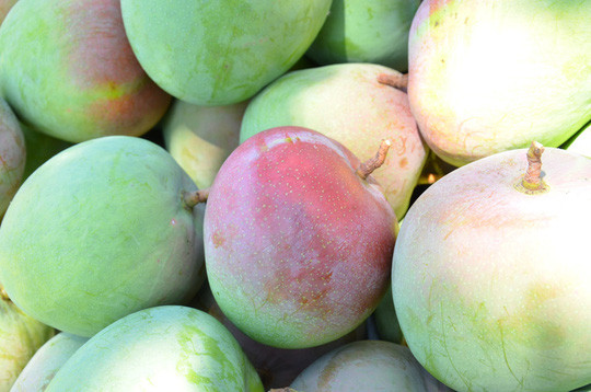 Với giá bán 120.000-130.000 đồng/kg, mỗi nhà vườn lãi hàng trăm triệu đồng đến cả tỷ đồng. Ảnh: Người lao động.