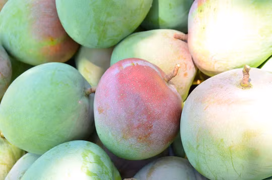 Với giá bán 120.000-130.000 đồng/kg, mỗi nhà vườn lãi hàng trăm triệu đồng đến cả tỷ đồng. Ảnh: Người lao động.