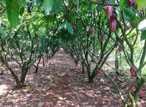 Theo quy hoạch phát triển cây ca cao, đến năm 2020 diện tích trồng ca cao tăng lên 50.000 ha, năng suất bình quân 12 tạ/ha. Ảnh: Tintucnongnghiep.