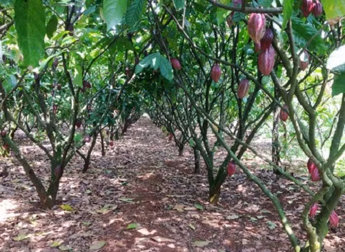 Theo quy hoạch phát triển cây ca cao, đến năm 2020 diện tích trồng ca cao tăng lên 50.000 ha, năng suất bình quân 12 tạ/ha. Ảnh: Tintucnongnghiep.