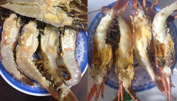 Điểm dễ nhận biết của tôm hùm baby là sống lưng và đầu có gạch vàng ươm. Ảnh: Daohaisan.