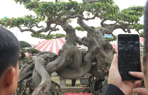 Quái sanh cổ nổi bật với dáng đầu hổ mình rồng. Đây là một tác phẩm nghệ thuật hiếm thấy ở Việt Nam. Ảnh: Dân Việt.