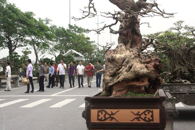 Đường kính thân cây to tới hai người ôm, chiều cao khoảng hơn 1 mét. Ảnh: Vietnamnet.