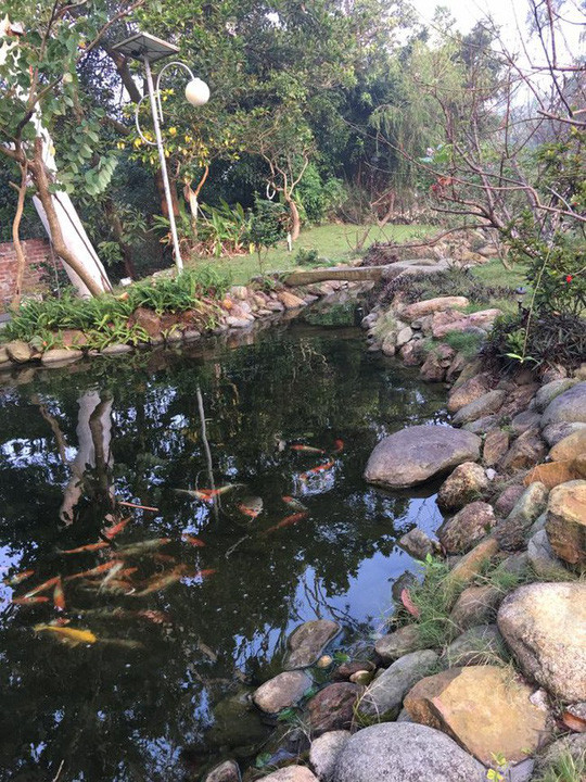 Trong khuôn viên vườn còn có một ao nhỏ thả cá. Ảnh: NLĐ.