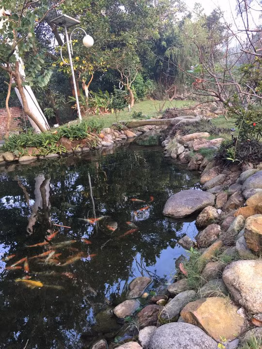 Trong khuôn viên vườn còn có một ao nhỏ thả cá. Ảnh: NLĐ.