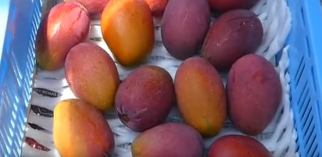 Xoài chín sẽ được thu hoạch bằng tay, từng trái một. Nguồn ảnh: Noal Farm/Youtube.