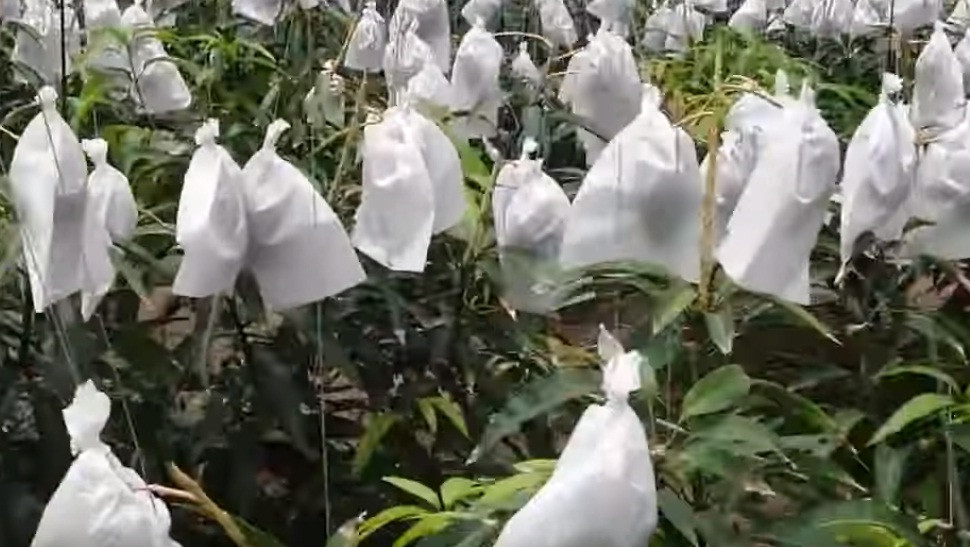 Một thời gian sau, từng trái xoài được bọc trong túi kín để tránh côn trùng.