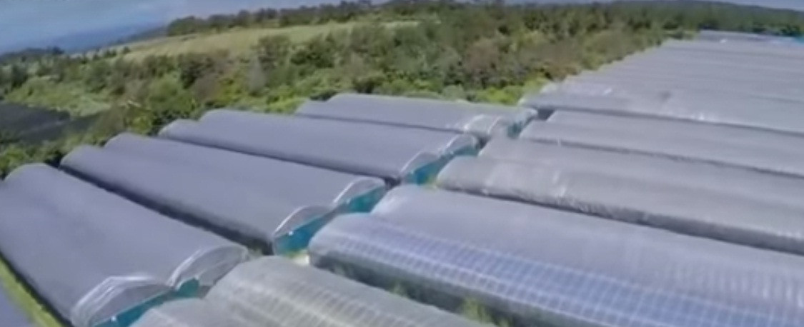 Xoài Taiyou no tamago được trồng hoàn toàn trong nhà kính.