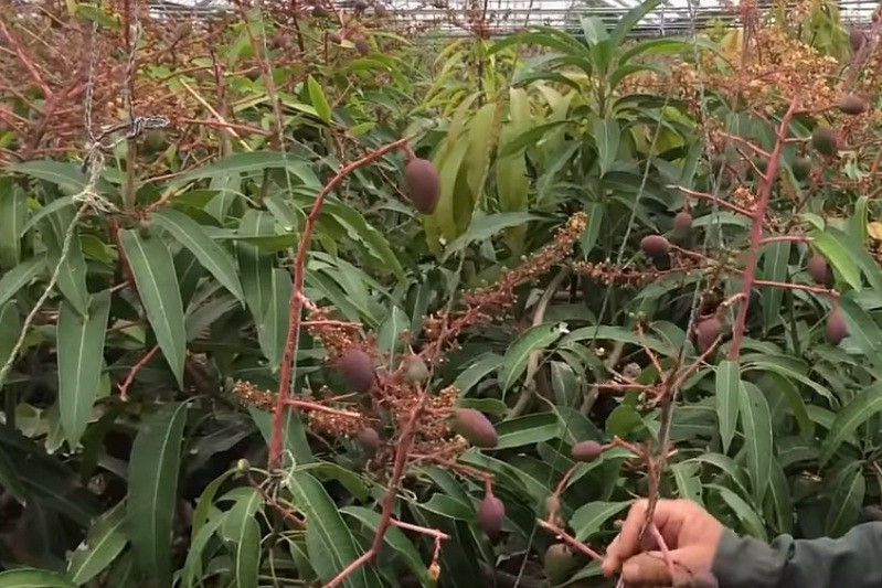 Khi thụ phấn thành công, quả sẽ mọc ra.