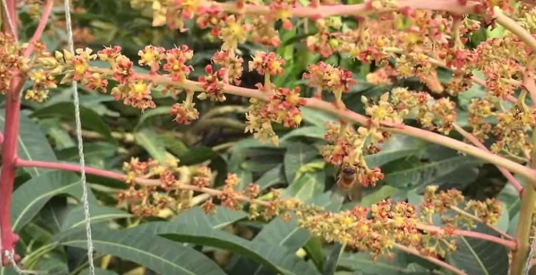 Sau đó, hoa xoài sẽ được ong thụ phấn.