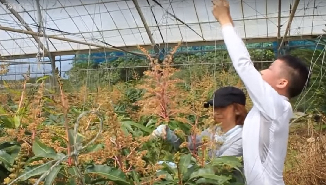 Khi xoài ra hoa, người trồng tiến hành buộc các nhanh cây thẳng đứng lên.