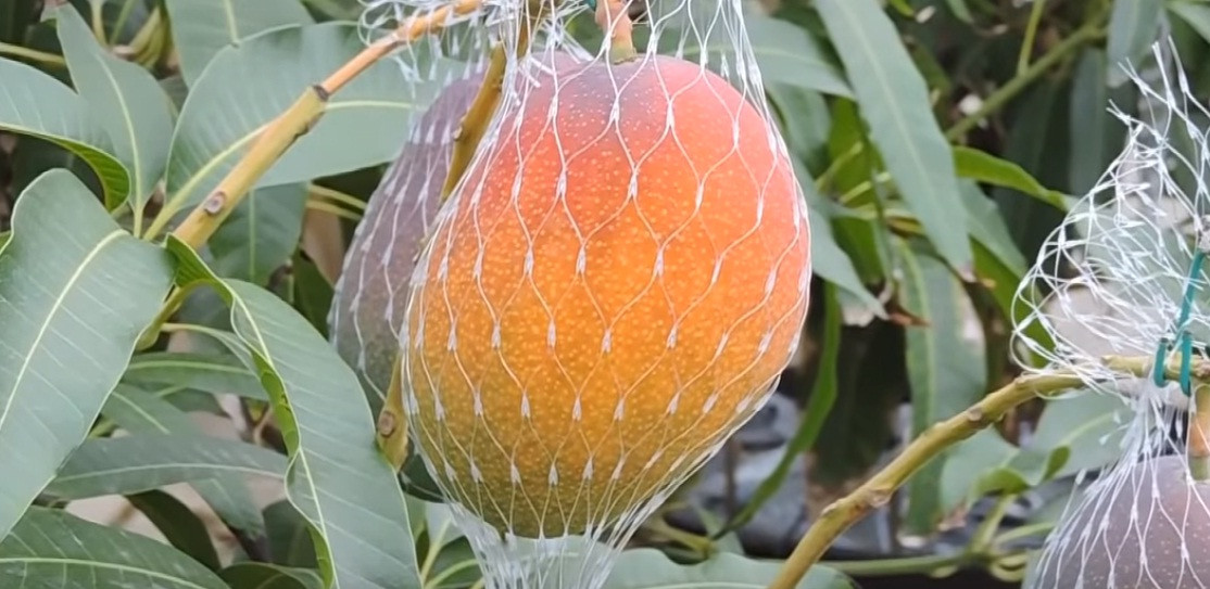 Một trong những yếu tố khiến xoài đỏ có giá cao ngút trời là quá trình trồng và chăm sóc kỳ công.