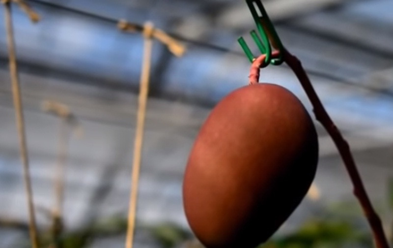  Quả xoài còn được treo lên bằng móc cẩn thận.