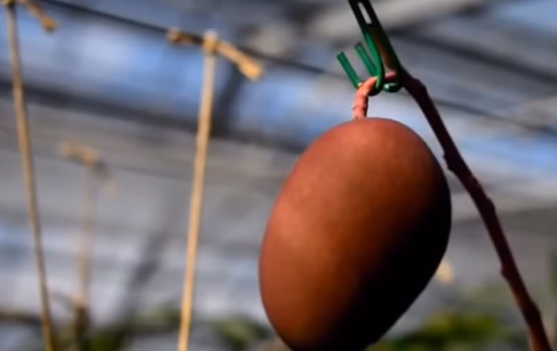  Quả xoài còn được treo lên bằng móc cẩn thận.