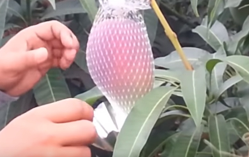 Bí quyết giúp quả xoài có màu đỏ đều, đẹp mắt là đặt miếng lót bạc phía dưới để hất sáng.