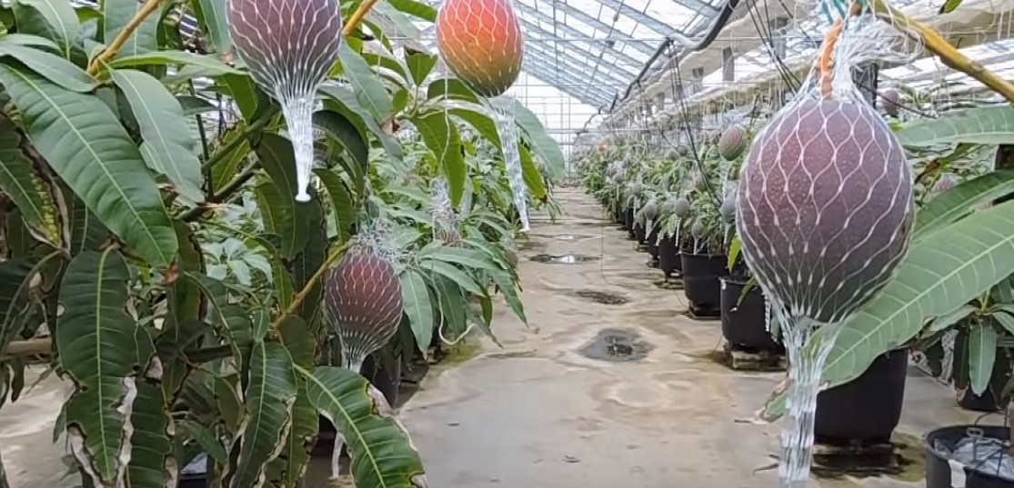 Taiyou no tamago còn gọi là xoài đỏ, nặng 700g và có giá khoảng 70 USD (1,4 triệu đồng)/quả.