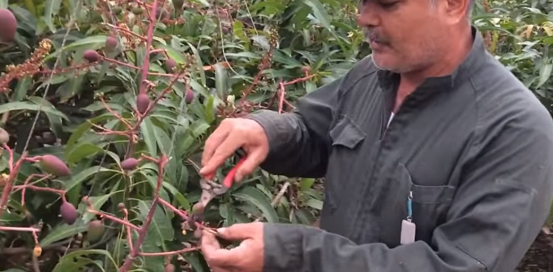 Lúc này, nhiệm vụ của người trồng là loại bỏ quả nhỏ, để lại những quả to.