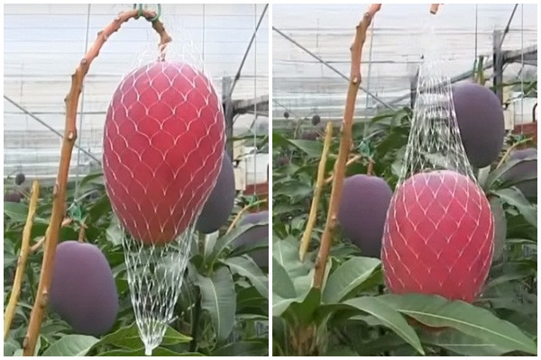 Khi xoài chín, chúng sẽ tự rụng vào túi lưới.