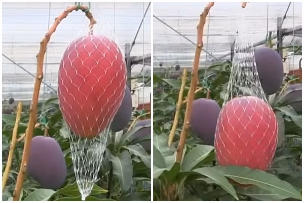 Khi xoài chín, chúng sẽ tự rụng vào túi lưới.