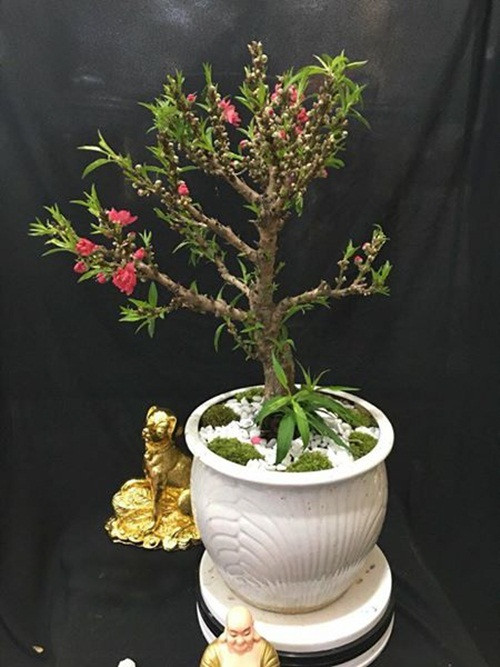 Trong khi đó, đào của Trung Quốc không đen, thẳng và nhẵn bóng. Ảnh: FB Nguyễn Diệp.