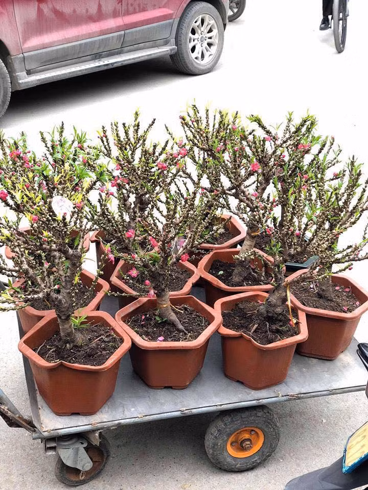 Những ngày cận Tết, thị trường cây cảnh xuất hiện một loại đào Thất Thốn mini cao chừng 30-40cm.