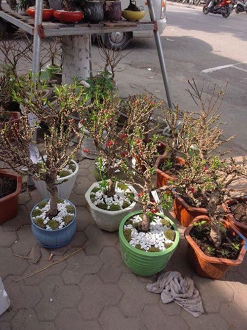 Đặc biệt, giá loại đào này dao động khá lớn từ 150.000 - 2 triệu đồng.