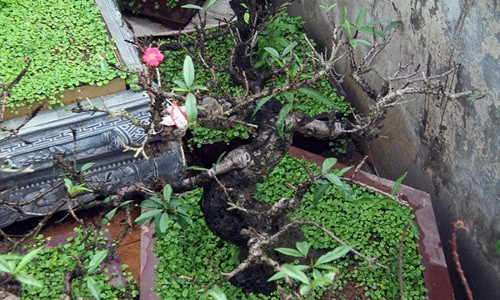 Khi cậy thân, đào Trung Quốc thường có màu trắng còn đào Nhật Tân thân có màu như quả mận chín. Ảnh: Lao động.