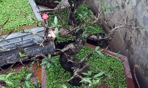 Khi cậy thân, đào Trung Quốc thường có màu trắng còn đào Nhật Tân thân có màu như quả mận chín. Ảnh: Lao động.