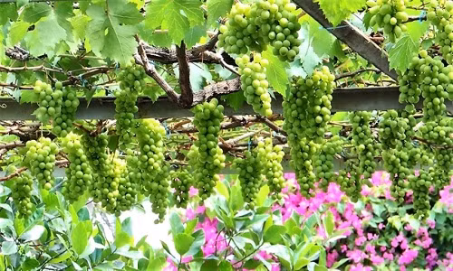 Những chùm nho trĩu quả không thua kém ở thủ phủ nho Ninh Thuận. Ảnh: Phunuonline.
