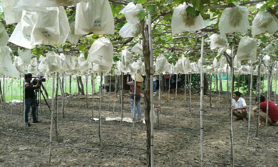 Quả nho được bao bịch ni lông từ khi còn xanh. Khi nho chín cắt xuống mới tháo bịch. Ảnh: FB Nguyễn Xuân Bích Trâm.