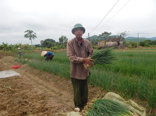 Đến nay, mô hình trồng hành ở Hương Trà đã mang lại hiệu quả kinh tế rõ nét. Ảnh: NNVN.