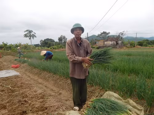Đến nay, mô hình trồng hành ở Hương Trà đã mang lại hiệu quả kinh tế rõ nét. Ảnh: NNVN.