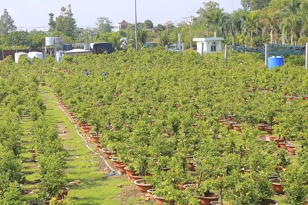 Thiết lập vườn cây công nghệ cao (trồng dưa lưới theo công nghệ trồng Isarel).