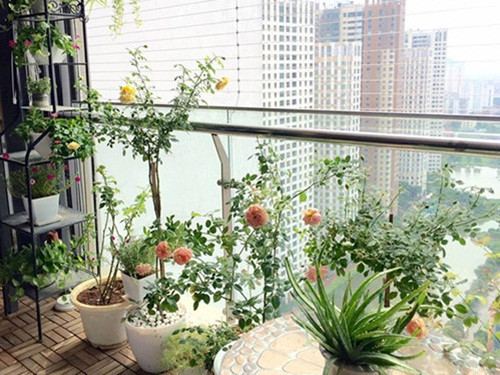 Ban công nhỏ 5m2 xinh xắn, rực rỡ hoa hồng. Ảnh: Em đẹp.