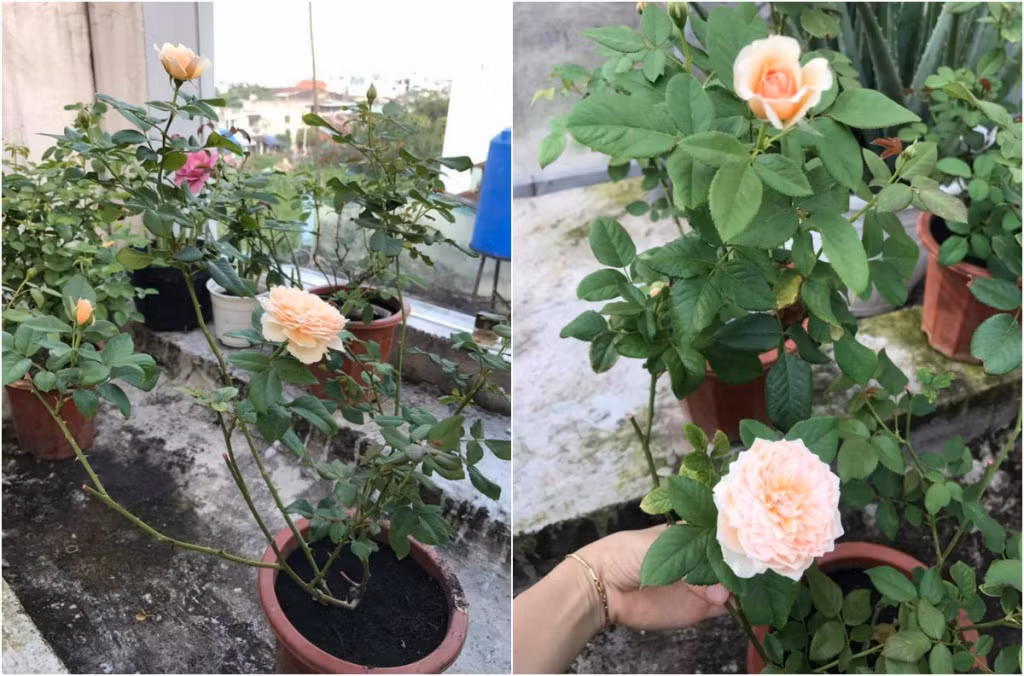 Hoa hồng đủ sắc màu tô điểm cho bất kỳ góc nhỏ nào trên ban công. Ảnh: Đời sống pháp lý.