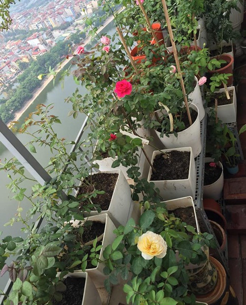 Ban công nhỏ ngập sắc với đủ loại hồng ngoại bluesh noissete, abraham dadby, scentet jewel...Ảnh: Em đẹp.