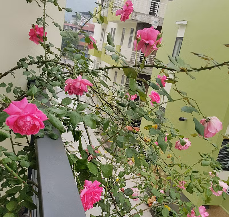Hoa hồng gai phong trần cho ban công vẻ đẹp khỏe khoắn. Ảnh: Caycanhthanglong.