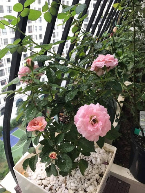 Những đường nét uốn lượn của lan can ban công cùng dàn hồng leo cho vẻ đẹp thơ mộng. Ảnh: Bancongdep.