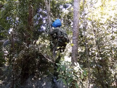 Sau đó là công đoạn trèo lên cây, cắt tổ ong lấy mật. Ảnh: Hatinh24h.
