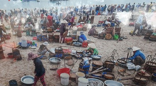 Những ngày đầu năm 2018, ngư dân huyện Thăng Bình (Quảng Nam) liên tiếp được mùa, trúng đậm mực khơi. Nhiều tàu thu về hàng trăm triệu đồng chỉ sau một ngày đánh bắt. Ảnh: VOV.