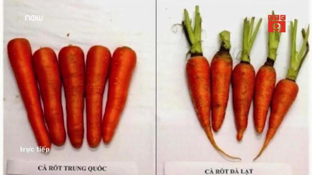 Không trộn đất như khoai tây, cà rốt Trung Quốc được vùi xuống hố, sau đó dùng đất của Đà Lạt phủ lên. Ảnh: VTC.
