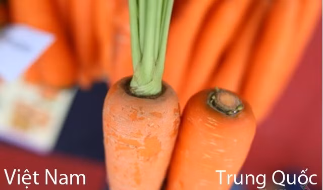 Sau khoảng vài ngày thì bới cà rốt lên đóng theo từng túi từ 10-50 kg, tùy đơn hàng. Ảnh: Thatgia.