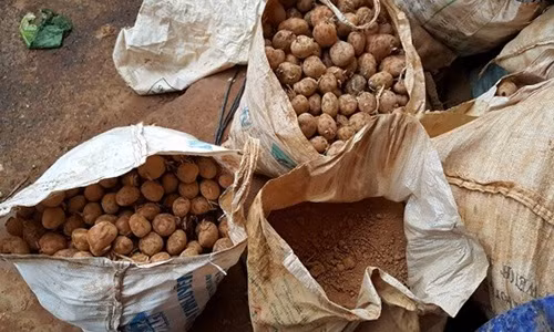 Khoai tây trộn đất phải để từ 2-3 ngày cho thấm đất, khô và nổi bật màu. Có như vậy, người tiêu dùng mới không dễ phân biệt khoai tây Trung Quốc và khoai tây Đà Lạt bằng mắt thường. Ảnh: Sggp.